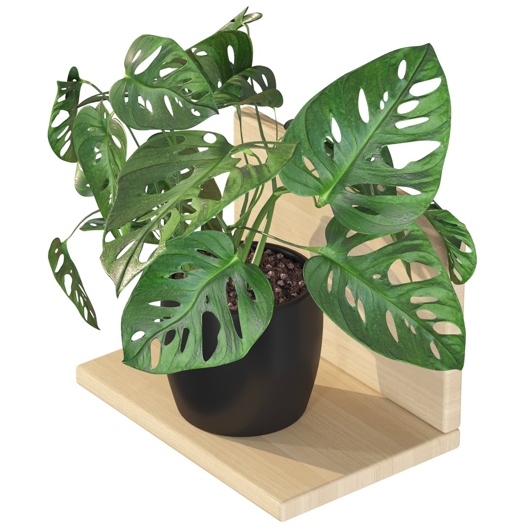 Monstera monkey mask 01 3D model https://p.turbosquid.com/ts-thumb/xv/zWYqK5/CV/monsteramonkeymask01c/jpg/1663753199/1920x1080/fit_q87/8ada4ff2f53b0eb44991d1ccf2ca5fae6bcdd8eb/monsteramonkeymask01c.jpg