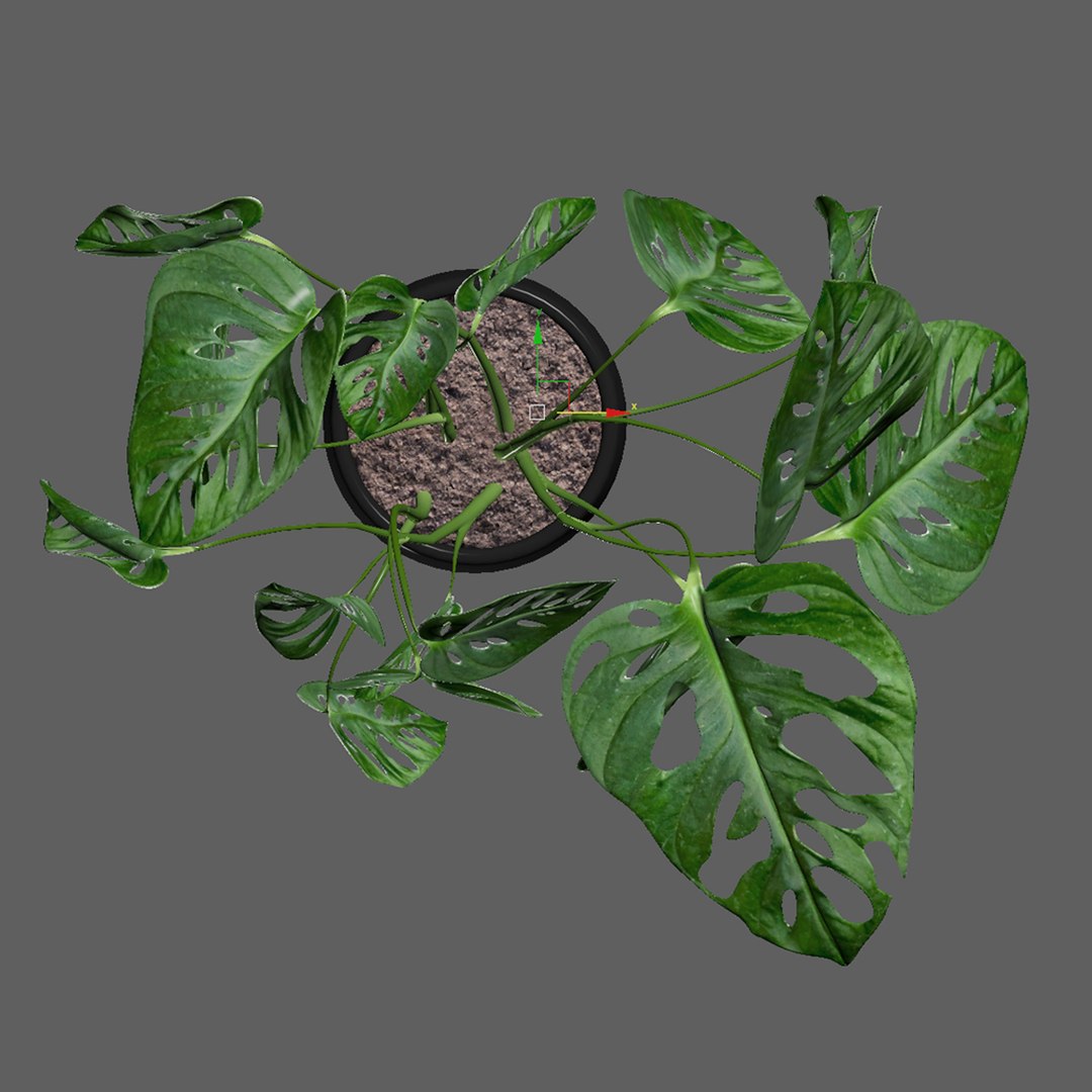 Monstera monkey mask 01 3D model https://p.turbosquid.com/ts-thumb/xv/zWYqK5/Kt/monsteramonkeymask01top/jpg/1663753201/1920x1080/fit_q87/b28234f980e6c8801c56506467039d979323a78e/monsteramonkeymask01top.jpg