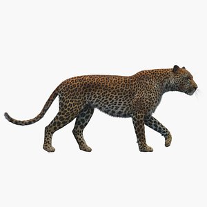 3D model leopard rigged