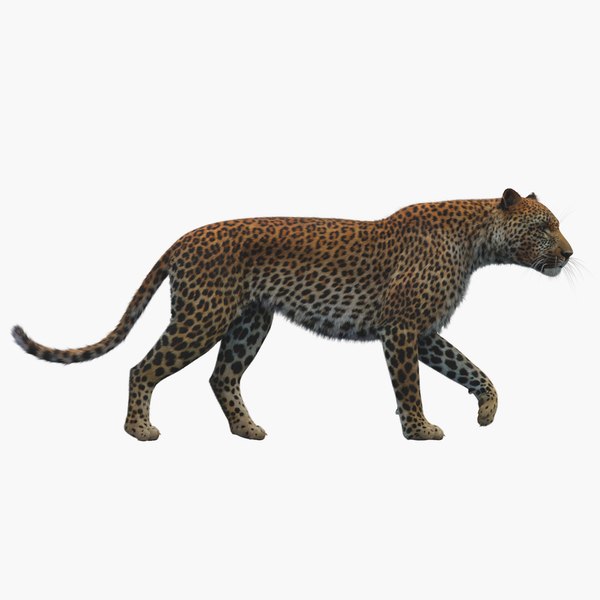 3D modeled leopard model - TurboSquid 1522474