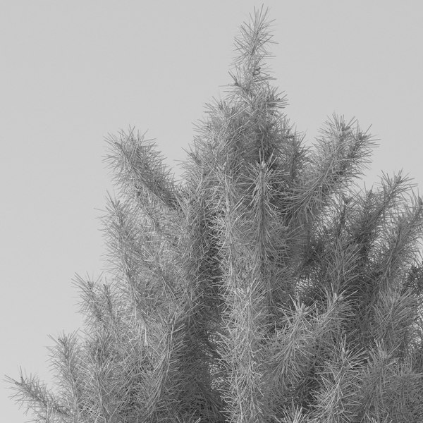 3d max pine tree