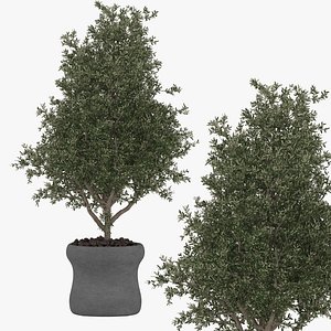 3D model Realistic Olive Shrub in a Concrete Planter