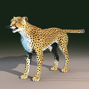 Cheetah