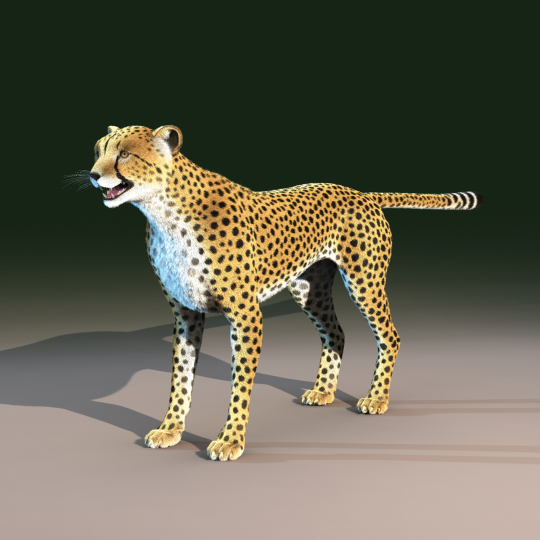 3d Model Cheetah Cat