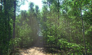 Nature Package - Forest Environment Unity