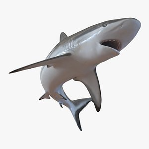 3d grey reef shark pose