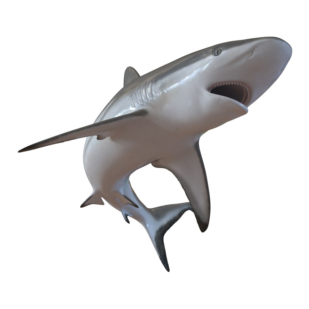 Grey Reef Shark Swimming Pose 3D model preview