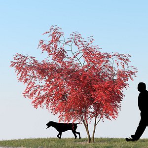 Japanese Maple 02