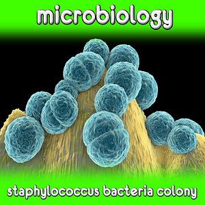 staphylococcus bacteria colony 3d model