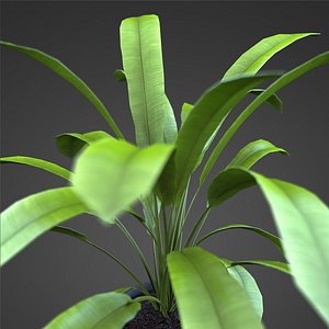 plant home 3d max