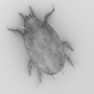 tyrophagus putrescentiae 3d 3ds