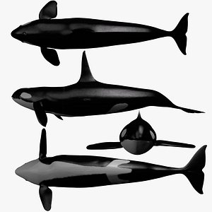 3d model killer whale