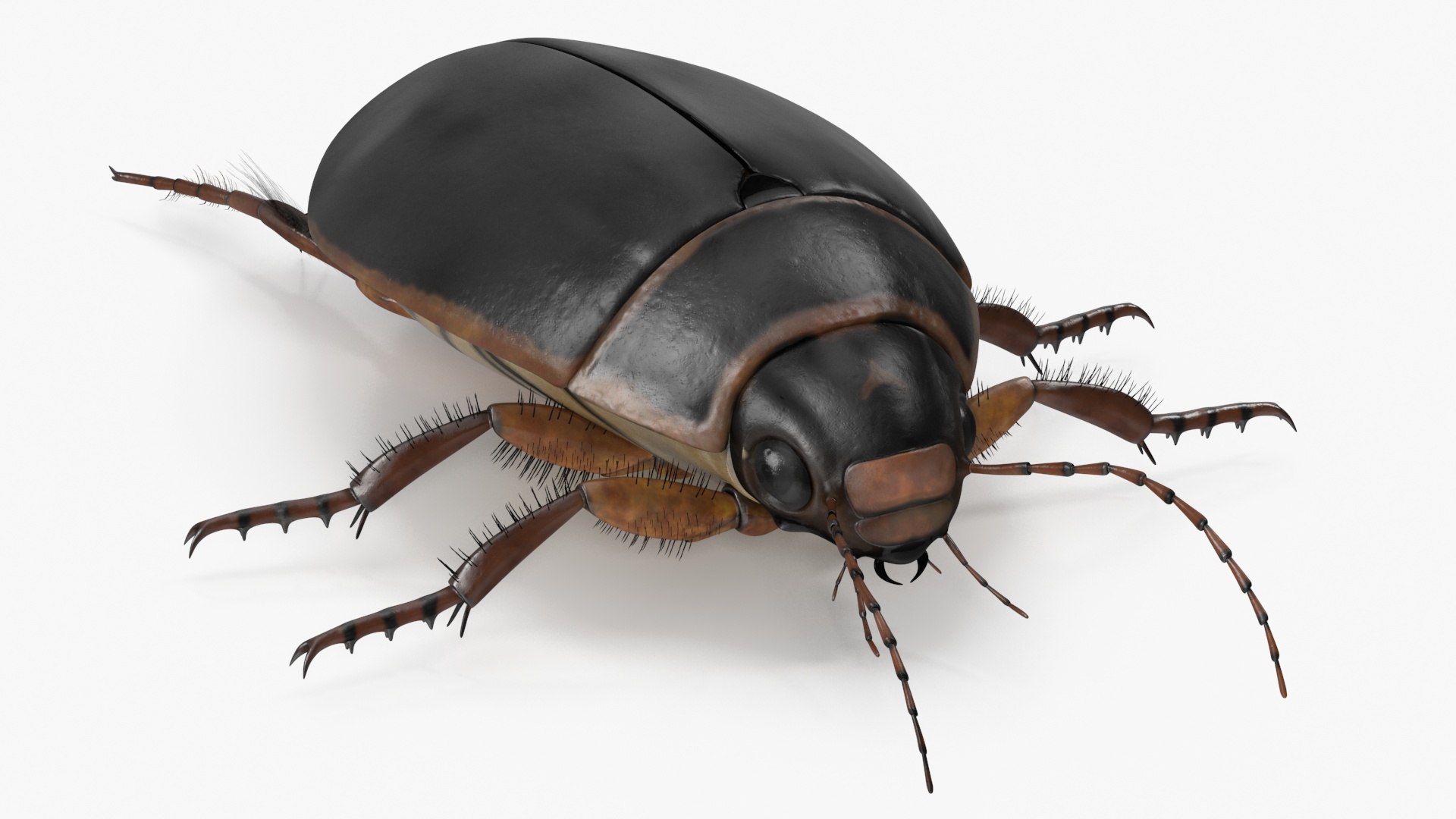 Squeak Beetle Black Realistic 3D model preview