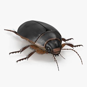 Squeak Beetle Black Realistic model