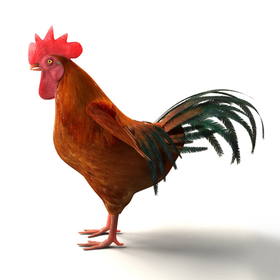 Chicken Rigged 3D Model - TurboSquid 1313196