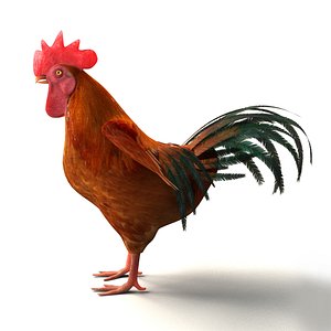 chicken rigged 3D model