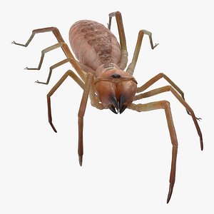 Sun Spider 3D Model