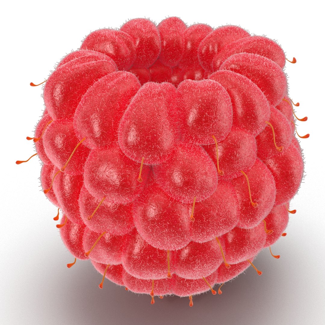 red raspberry fur modeled 3d max https://p.turbosquid.com/ts-thumb/xx/MLkdGr/0nj341AC/raspberry3dmodel4withfur02/jpg/1426692977/1920x1080/fit_q87/58862e058f2d9fd836f5a334566470dc4c1bcd45/raspberry3dmodel4withfur02.jpg