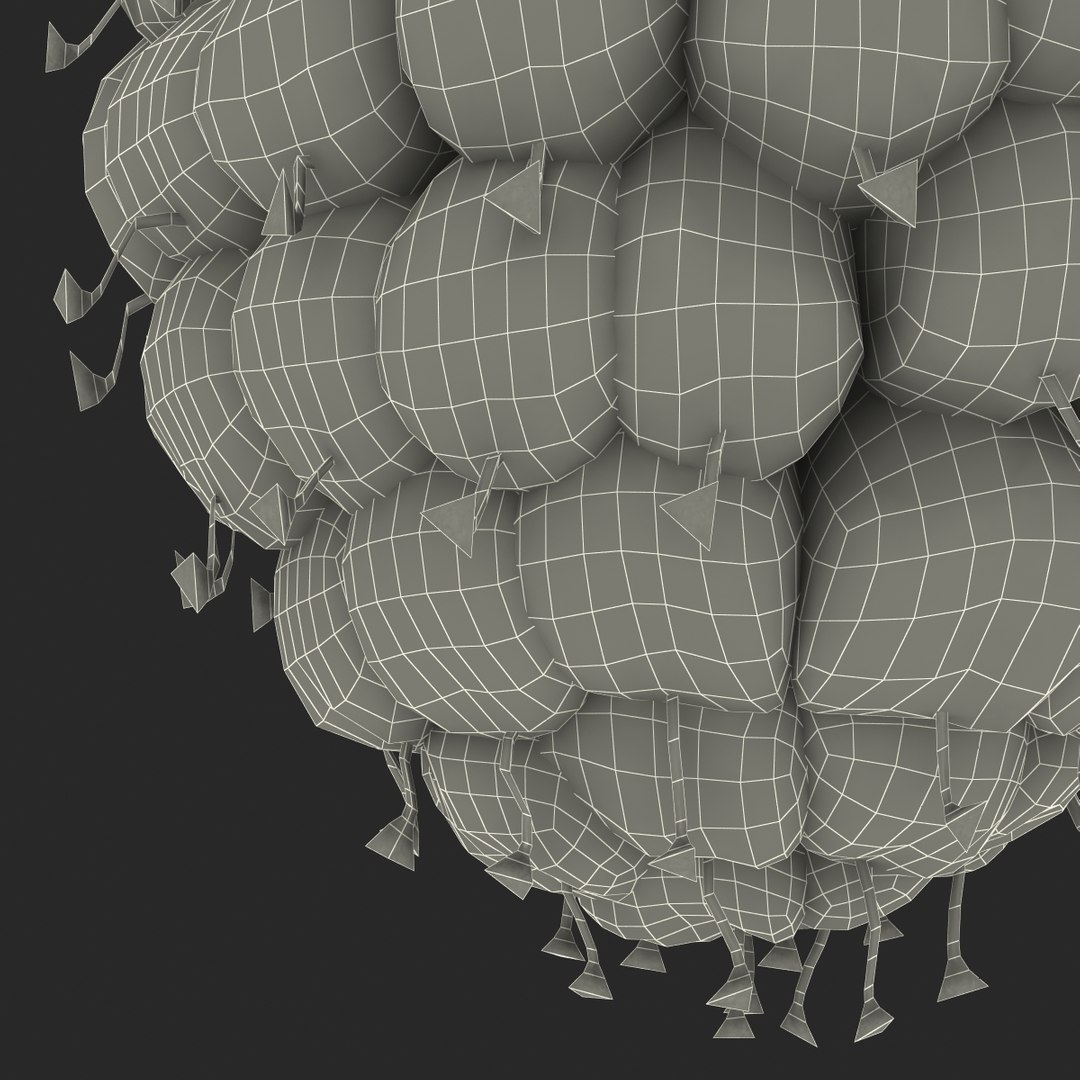 red raspberry fur modeled 3d max https://p.turbosquid.com/ts-thumb/xx/MLkdGr/3O9pG0Wj/raspberry3dmodel4withfur29/jpg/1426692980/1920x1080/fit_q87/dbf9792d1bc7cf784932c7818da636863f0e8c57/raspberry3dmodel4withfur29.jpg