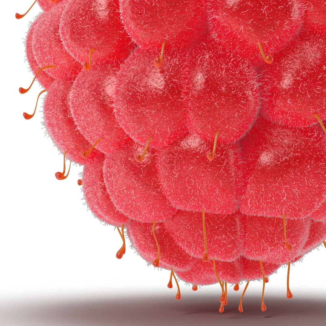 red raspberry fur modeled 3d max https://p.turbosquid.com/ts-thumb/xx/MLkdGr/5TNQPyWk/raspberry3dmodel4withfur15/jpg/1426692978/1920x1080/fit_q87/c66cbabf043b4283639faf463dbed1da31a94edf/raspberry3dmodel4withfur15.jpg