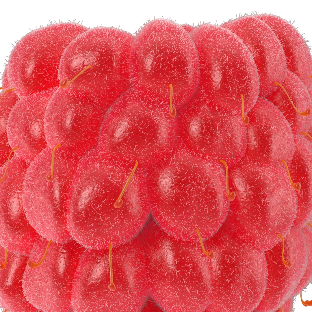 red raspberry fur modeled 3d max https://p.turbosquid.com/ts-thumb/xx/MLkdGr/9PnSlyMY/raspberry3dmodel4withfur14/jpg/1426692978/1920x1080/fit_q87/f58cadea24441e31e2d708a21dc1f3d4c58bb6b5/raspberry3dmodel4withfur14.jpg