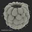 Red Raspberry with Fur 3D Model