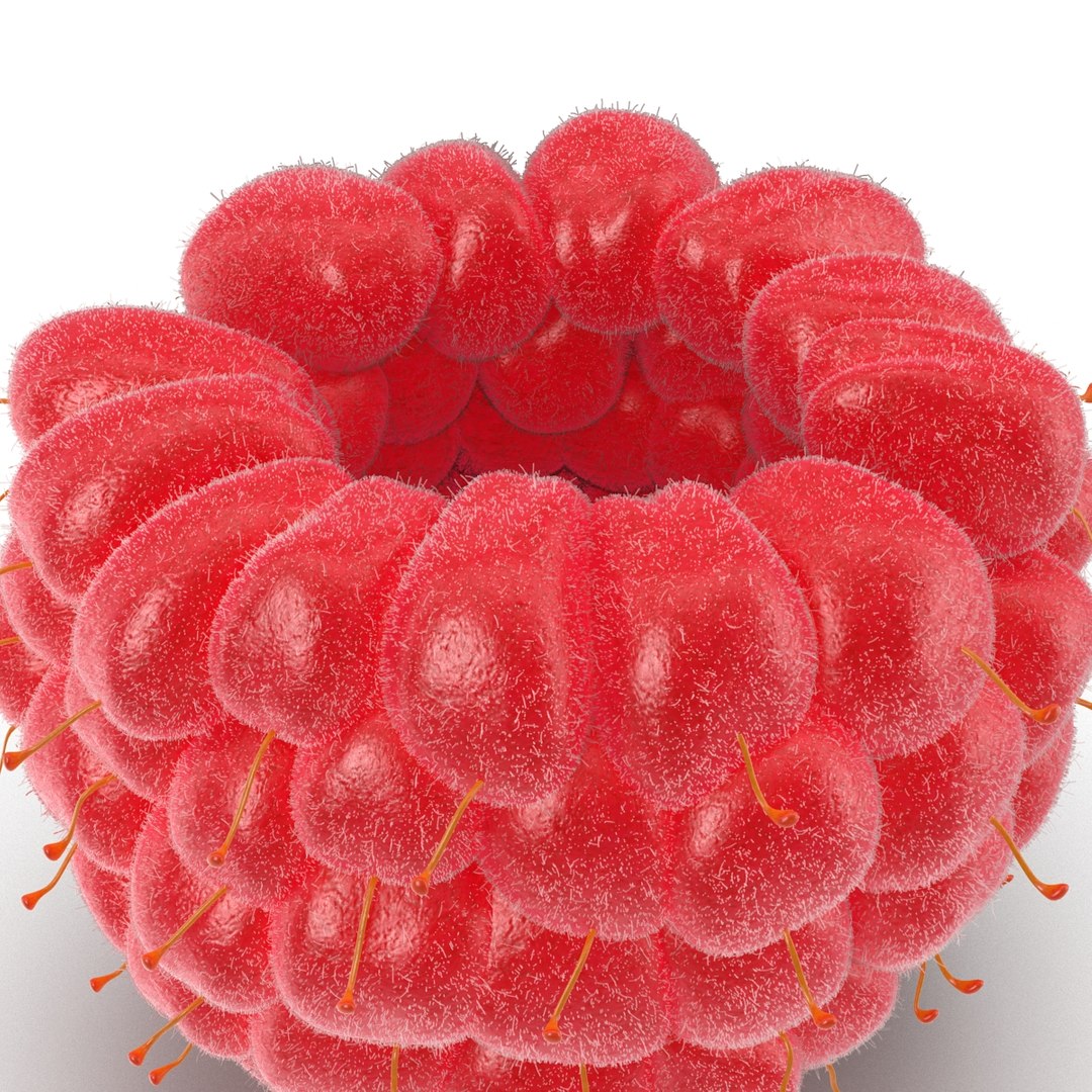 red raspberry fur modeled 3d max https://p.turbosquid.com/ts-thumb/xx/MLkdGr/FgzzNcDa/raspberry3dmodel4withfur13/jpg/1426692978/1920x1080/fit_q87/715db41a843afdd16ed7aa4bfa78ada9c3bcdbfc/raspberry3dmodel4withfur13.jpg