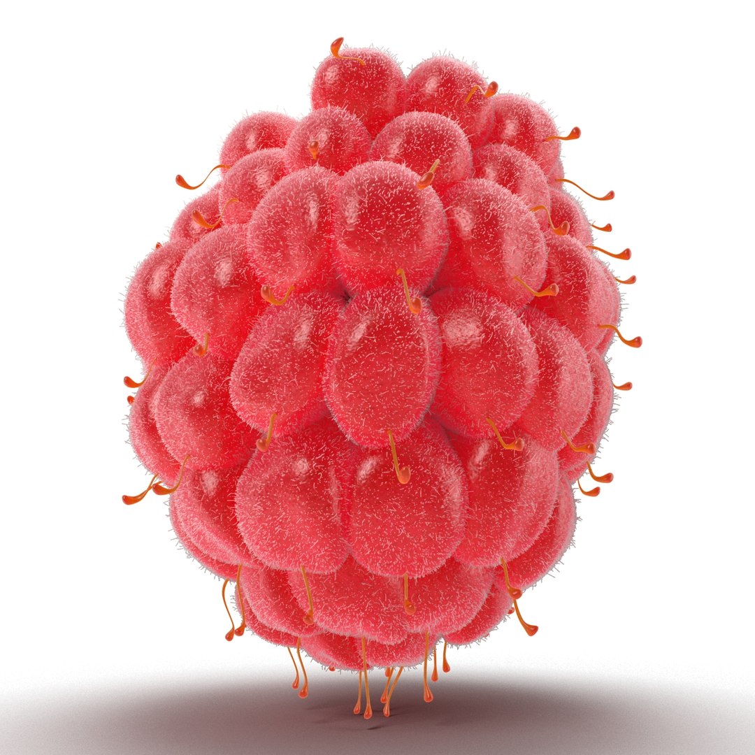 red raspberry fur modeled 3d max https://p.turbosquid.com/ts-thumb/xx/MLkdGr/G6iBiDlL/raspberry3dmodel4withfur05/jpg/1426692977/1920x1080/fit_q87/17c42596a02f41cfef8abd5b8e0e4113ebc271dd/raspberry3dmodel4withfur05.jpg