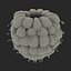 Red Raspberry with Fur 3D Model