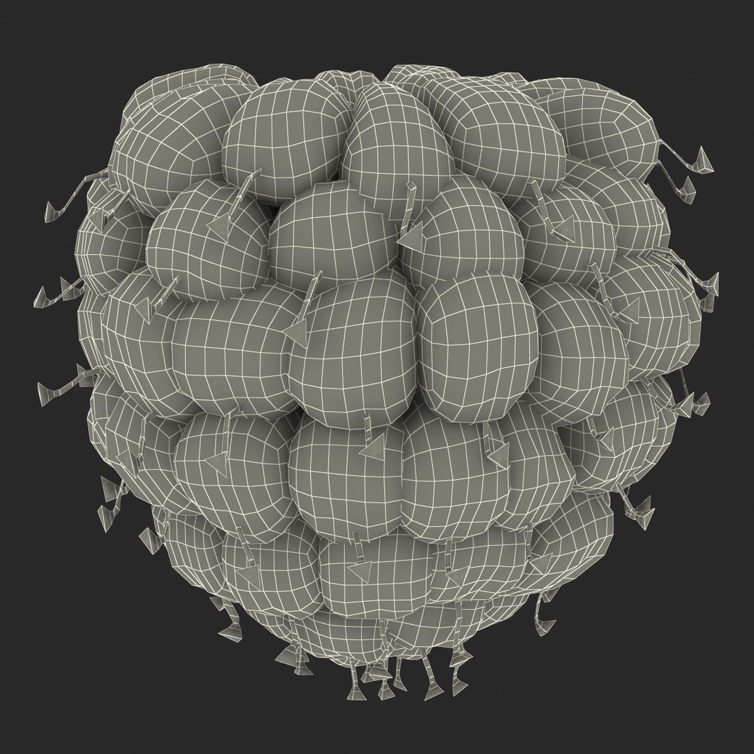 red raspberry fur modeled 3d max https://p.turbosquid.com/ts-thumb/xx/MLkdGr/JV0QXxLU/raspberry3dmodel4withfur21/jpg/1426692979/1920x1080/fit_q87/64225c6d794ef5521912d2d1eb30c9a4d04c15d4/raspberry3dmodel4withfur21.jpg