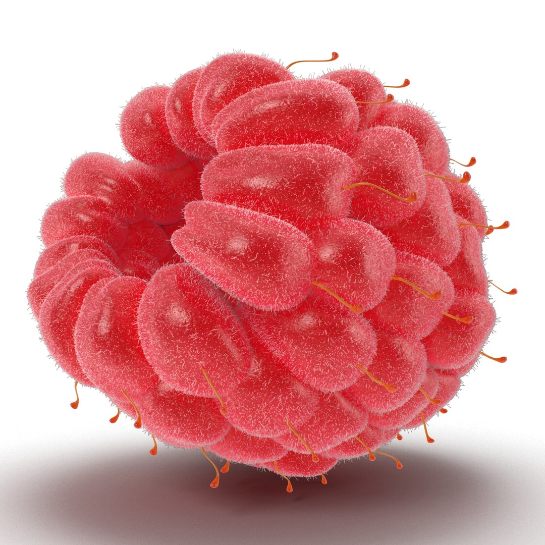 red raspberry fur modeled 3d max https://p.turbosquid.com/ts-thumb/xx/MLkdGr/JbFBNxJT/raspberry3dmodel4withfur09/jpg/1426692978/1920x1080/fit_q87/4436c5e9ce7f7112ae976100a9f06fc642452231/raspberry3dmodel4withfur09.jpg