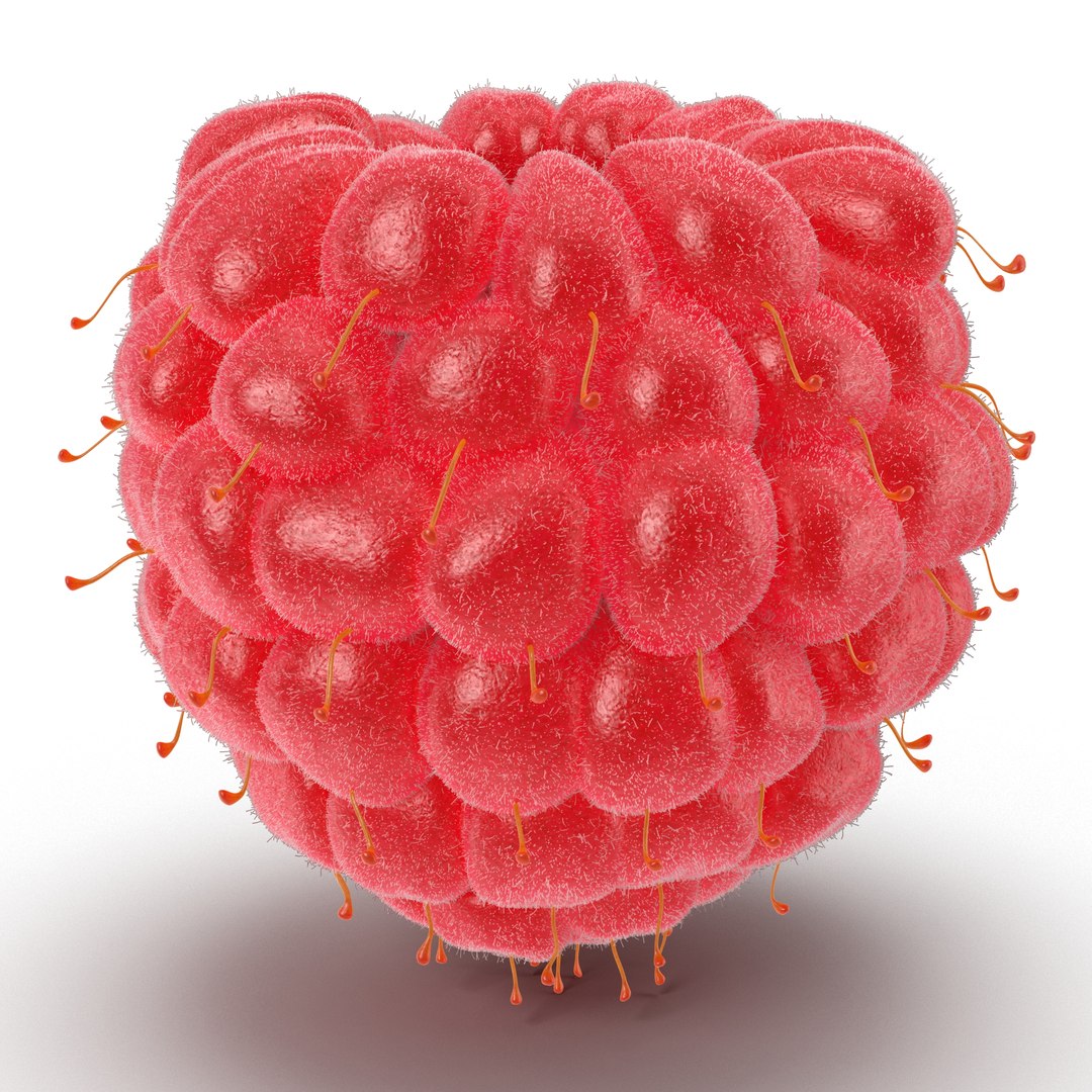 Red Raspberry with Fur 3D Model 3D model preview
