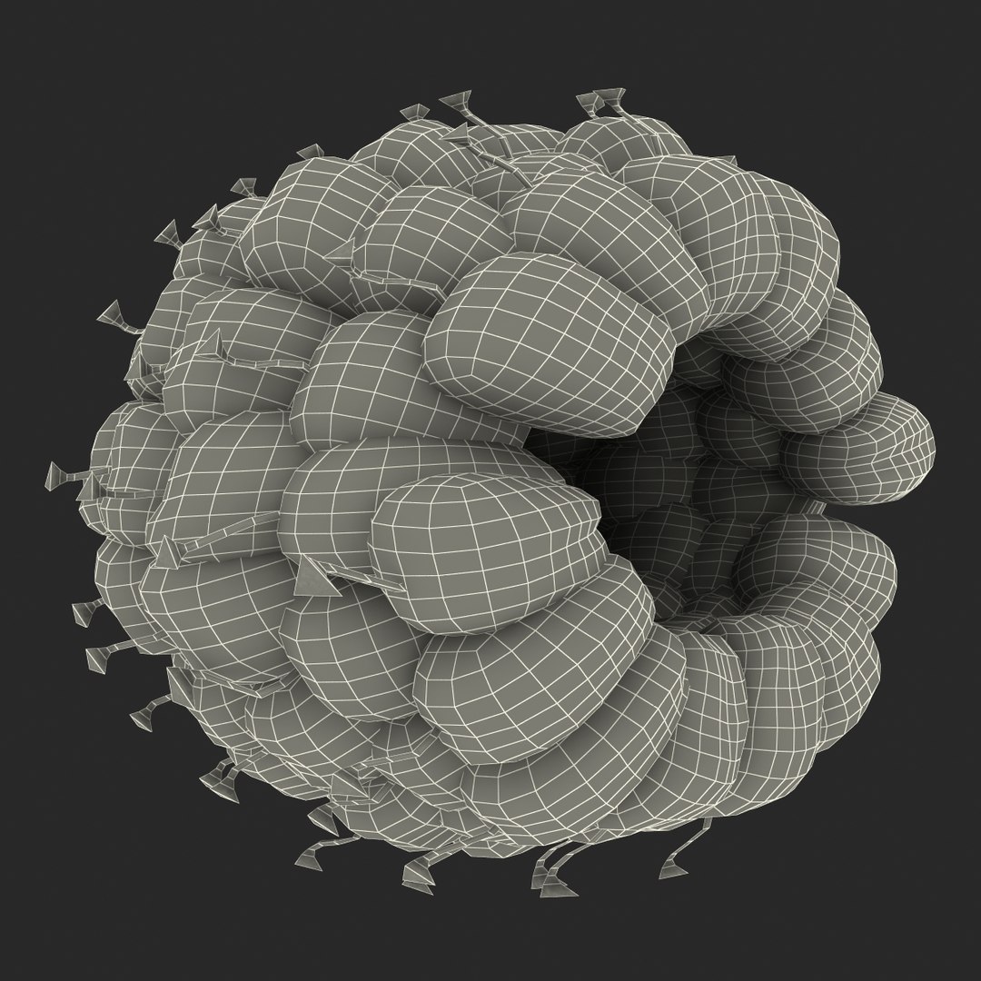 red raspberry fur modeled 3d max https://p.turbosquid.com/ts-thumb/xx/MLkdGr/LKcUk9ml/raspberry3dmodel4withfur25/jpg/1426692979/1920x1080/fit_q87/104c6ce748d2a9f00c256ceeb8954a872ec17048/raspberry3dmodel4withfur25.jpg