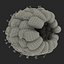 Red Raspberry with Fur 3D Model