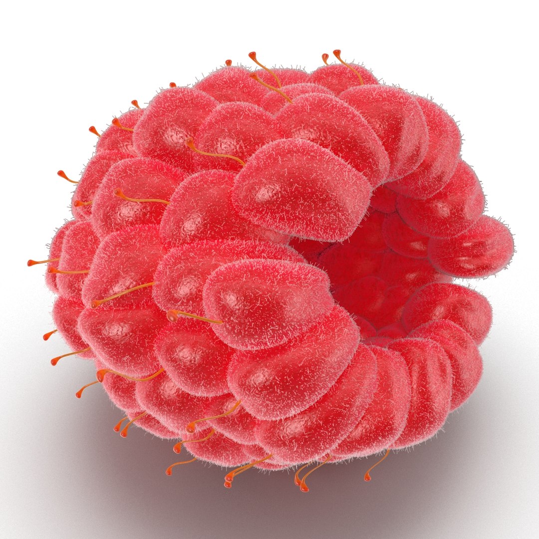 red raspberry fur modeled 3d max https://p.turbosquid.com/ts-thumb/xx/MLkdGr/UfI2AN8m/raspberry3dmodel4withfur08/jpg/1426692978/1920x1080/fit_q87/4e66c62fd1071aa55f897cb7bb75f6afe41ebdab/raspberry3dmodel4withfur08.jpg