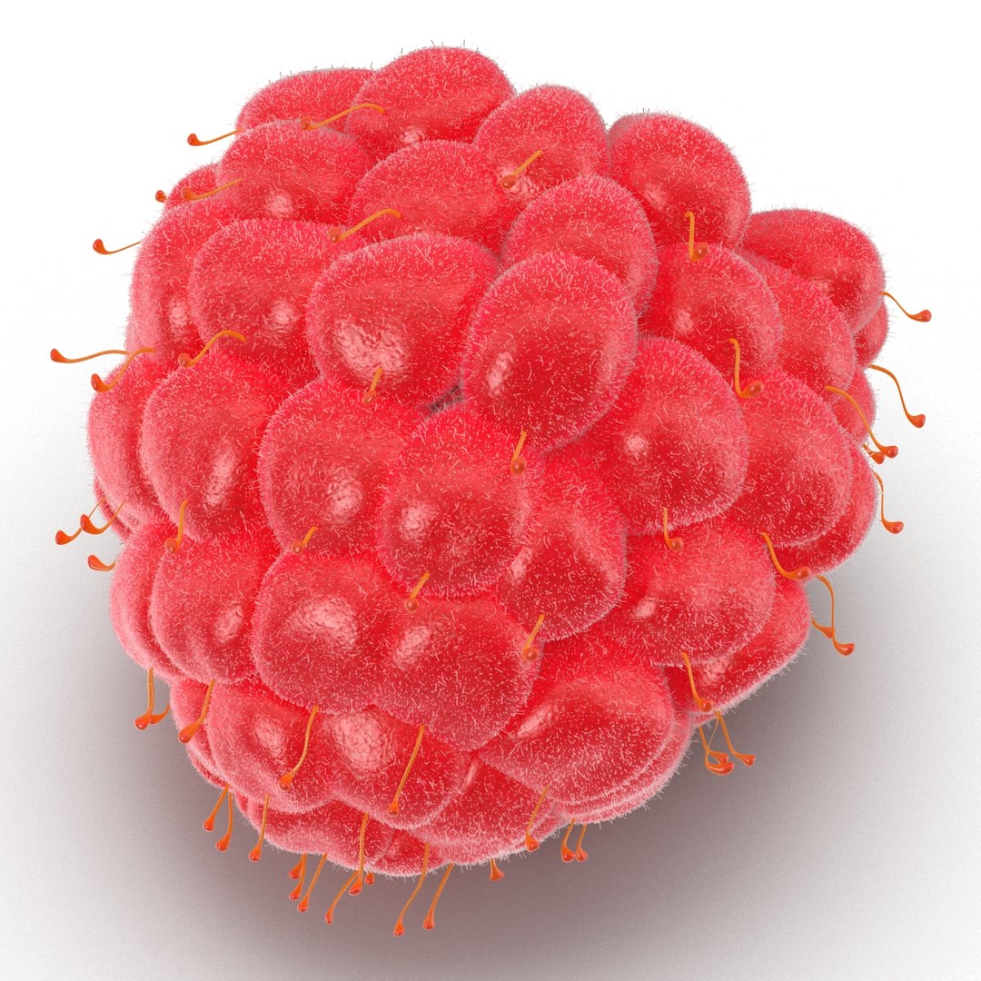 red raspberry fur modeled 3d max https://p.turbosquid.com/ts-thumb/xx/MLkdGr/YUCl13J1/raspberry3dmodel4withfur10/jpg/1426692978/1920x1080/fit_q87/c6b654612023e8c5a48599a3ce1f03a6bb96b8cb/raspberry3dmodel4withfur10.jpg