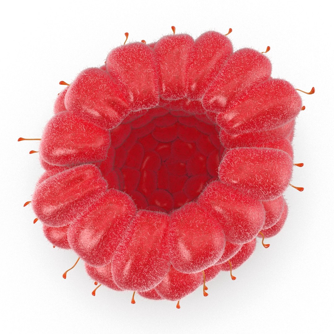 red raspberry fur modeled 3d max https://p.turbosquid.com/ts-thumb/xx/MLkdGr/h1PVLOku/raspberry3dmodel4withfur06/jpg/1426692978/1920x1080/fit_q87/1989cc57c48bf8c67f445668d38adba7b13e8b87/raspberry3dmodel4withfur06.jpg