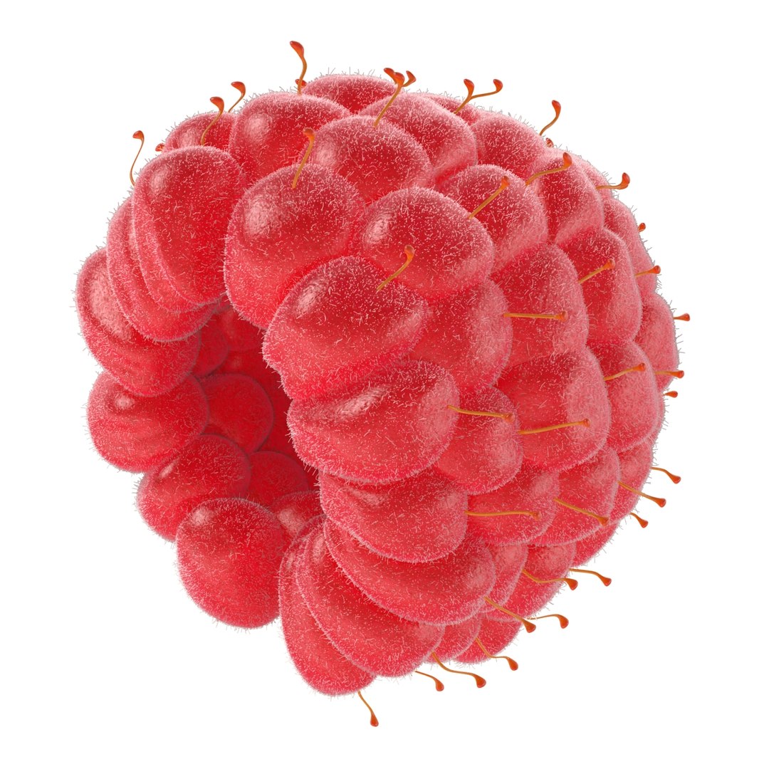 red raspberry fur modeled 3d max https://p.turbosquid.com/ts-thumb/xx/MLkdGr/kJWJFi8O/raspberry3dmodel4withfur11/jpg/1426692978/1920x1080/fit_q87/bc0f177efb76da0245e29215469667bfa3a84203/raspberry3dmodel4withfur11.jpg