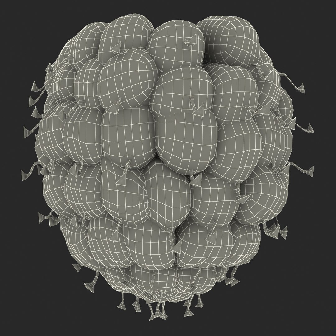 red raspberry fur modeled 3d max https://p.turbosquid.com/ts-thumb/xx/MLkdGr/kpFVahHQ/raspberry3dmodel4withfur22/jpg/1426692979/1920x1080/fit_q87/11fbd616af903fde7b4d4b35c377103bb2adb6da/raspberry3dmodel4withfur22.jpg