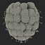 Red Raspberry with Fur 3D Model