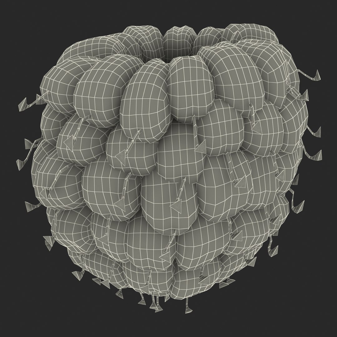 red raspberry fur modeled 3d max https://p.turbosquid.com/ts-thumb/xx/MLkdGr/npp0A266/raspberry3dmodel4withfur23/jpg/1426692979/1920x1080/fit_q87/61730f5803db001e443a06e686d7ebfdb1b38fc2/raspberry3dmodel4withfur23.jpg