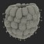 Red Raspberry with Fur 3D Model