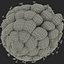 Red Raspberry with Fur 3D Model