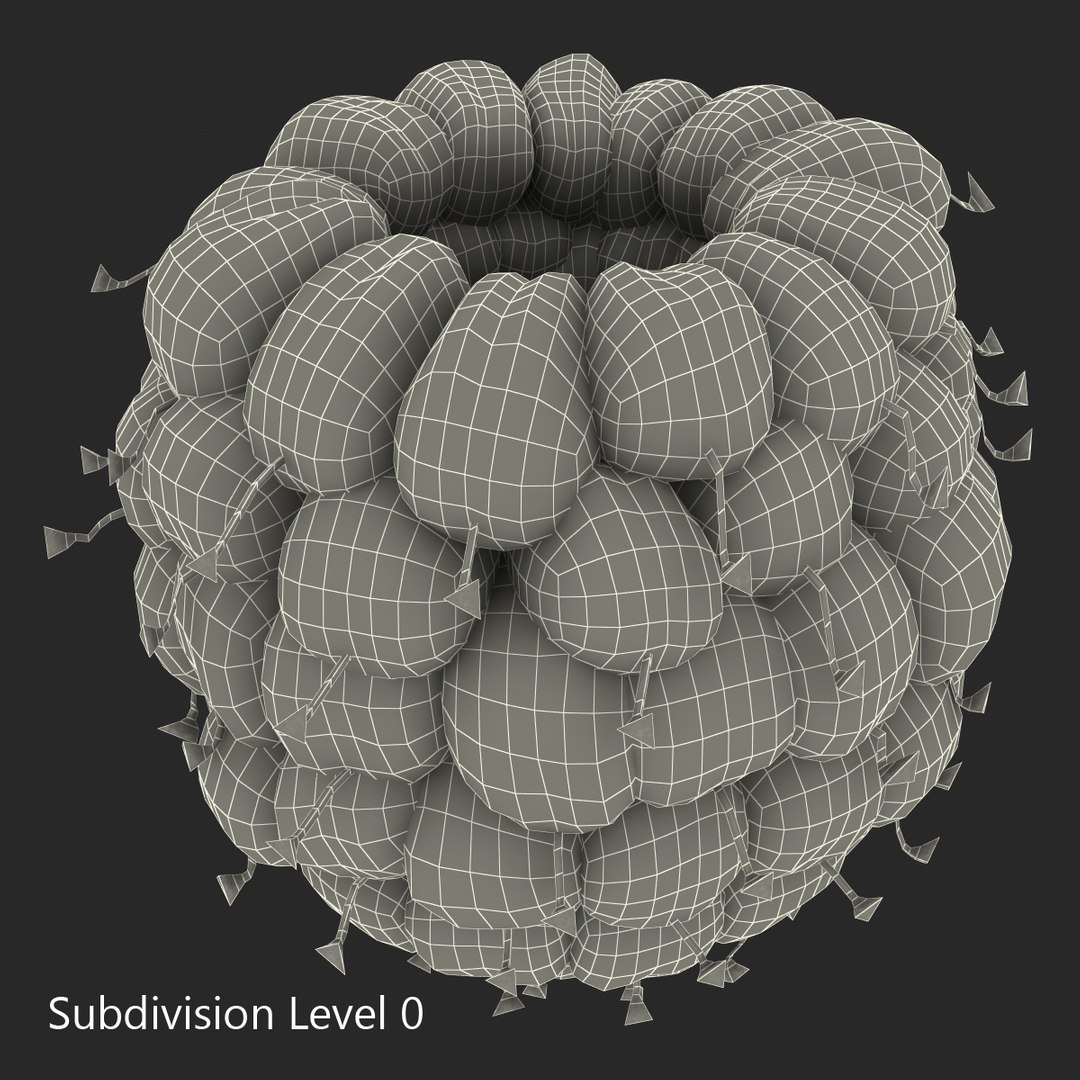 red raspberry fur modeled 3d max https://p.turbosquid.com/ts-thumb/xx/MLkdGr/x7Vi69My/raspberry3dmodel4withfur16/jpg/1426692978/1920x1080/fit_q87/f2ff7250d65d094c3baecf1b7028a0232f30087d/raspberry3dmodel4withfur16.jpg