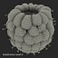 Red Raspberry with Fur 3D Model