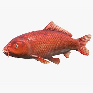Koi Carp Red