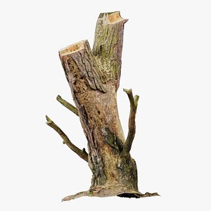 3D Tree Stump with Small Off Shoots Remastered
