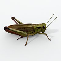 Grasshopper