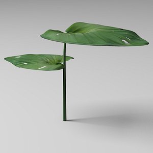 Leaf