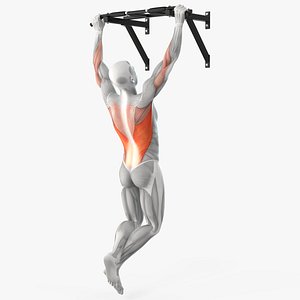 Male Muscular System Pull-up Animated Rigged 3D